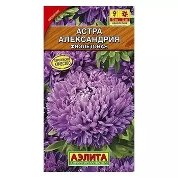 Семена Астра - фиолетовая "Александрия"
