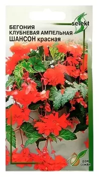 Семена цветов бегония клубневая, ампельная, махровая "Шансон", красная
