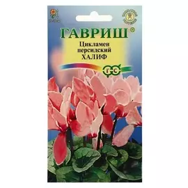 Семена цветов цикламен "Халиф", персидский, 3 шт