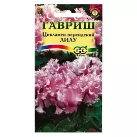 Семена цветов цикламен "Лилу", персидский, 3 шт