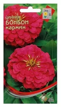 Семена цветов цинния "Бонбон кармин", 20 шт