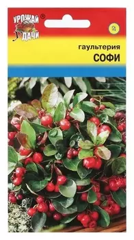 Семена цветов гаультерия "Софи", 5 шт.