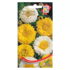 Семена цветов хризантема махровая увенчанная "Люси"