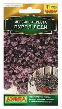 Семена цветов ирезине "Пурпл леди", 5 шт