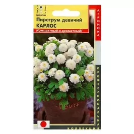 Семена цветов пиретрум девичий "Карлос", О, 10 шт