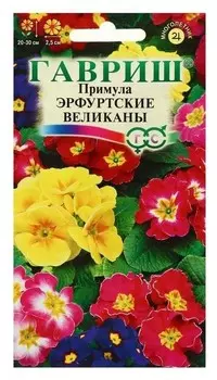 Семена цветов примула "Эрфуртские великаны", серия устойчив к заморозкам, 20 шт