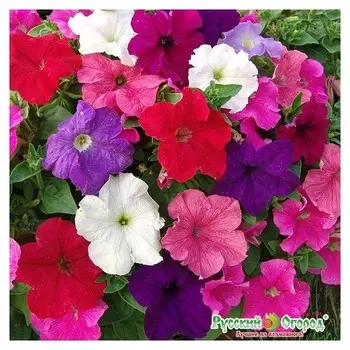 Семена. цветы. петуния F1 "Русский размер", смесь (15 штук)
