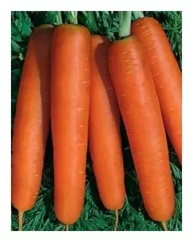 Семена "Морковь. нантская 4", средняя, 2 грамма