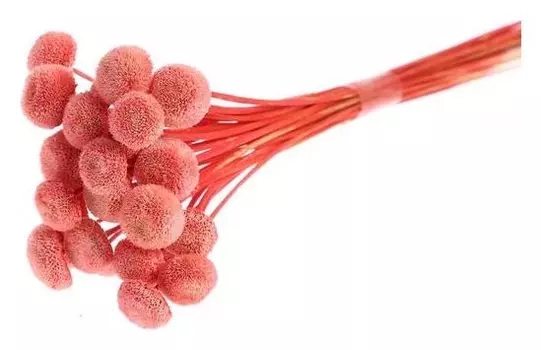 Сухоцвет «Батао» набор 20 шт., цвет красный