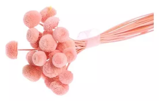 Сухоцвет «Батао» набор 20 шт., цвет розовый