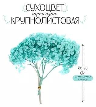 Сухоцвет «Гортензия крупнолистовая», голубая, 1 веточка 60 - 80 см в упаковке