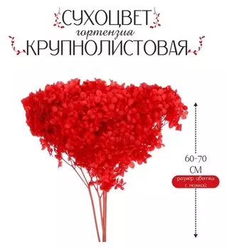 Сухоцвет «Гортензия крупнолистовая», красная, 1 веточка 20 см в упаковке
