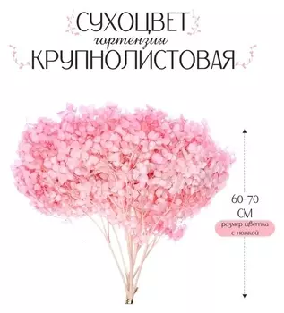 Сухоцвет «Гортензия крупнолистовая», тёмно розовый, 1 веточка 50 - 70 см в упаковке