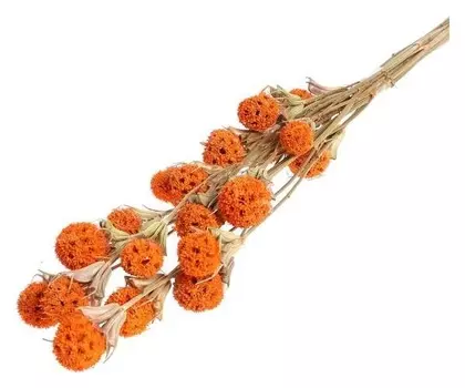 Сухоцвет «Ликвидамбара» 35 г, цвет оранжевый