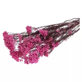Сухоцвет «Озотамнус» 60 г, цвет ярко-розовый