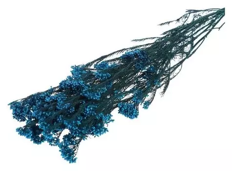 Сухоцвет «Озотамнус» 60 г, цвет синий