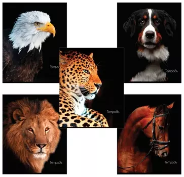 Тетрадь 48 л., клетка Животные