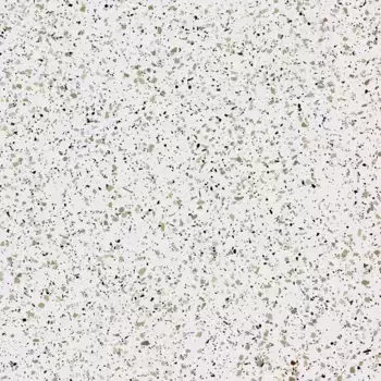 Напольная плитка «Estima» Cosmos CM 00 Matt. 80x80 40315 белый