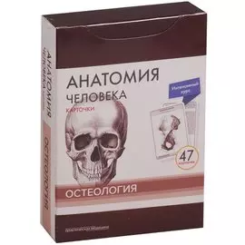 Анатомия человека. Карточки. Остеология. Интенсивный курс (47 карточек)