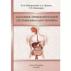 Анатомия пищеварительной системы взрослого человека