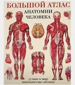 Большой атлас анатомии человека(в табл)