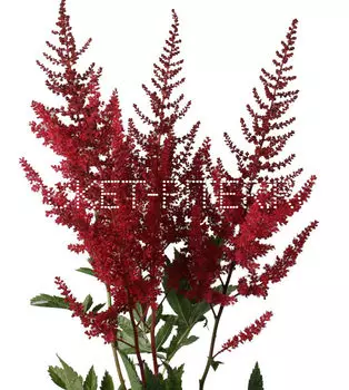 Астильба красная Astilbe