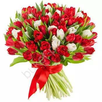 Букет 101 Тюльпан "Любимой девушке"