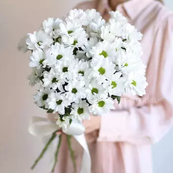 Букет Белых Ромашковых Хризантем в Атласной ленте