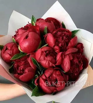 Букет Бордовых Пионов №10