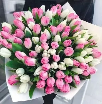 Букет из 101 Белого и Розового Тюльпана в Упаковке