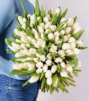 Букет из 101 Белого Тюльпана в атласной ленте