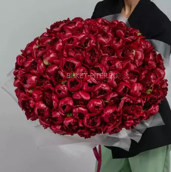 Букет из 101 Бордового Пиона в Матовой упаковке LUX