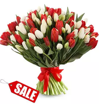 Букет из 101 Красного и Белого Тюльпана в атласной ленте