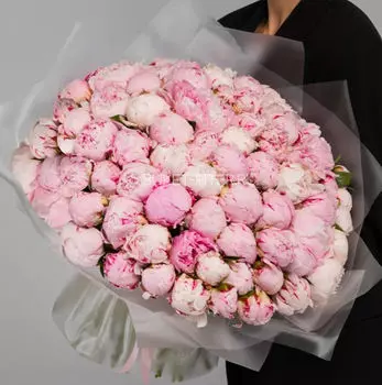 Букет из 101 Розового Пиона в Матовой упаковке LUX