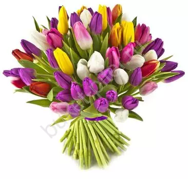 Букет из 101 Тюльпана "МАМЕ"