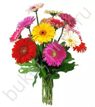 Букет из 11 разноцветных гербер