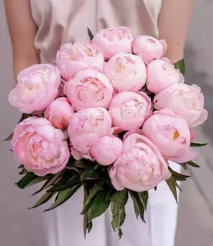 Букет из 15 Розовых Пионов в Атласной ленте