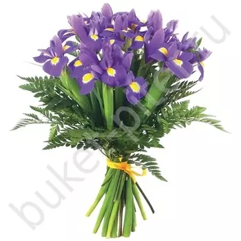 Букет из 15 синих ирисов