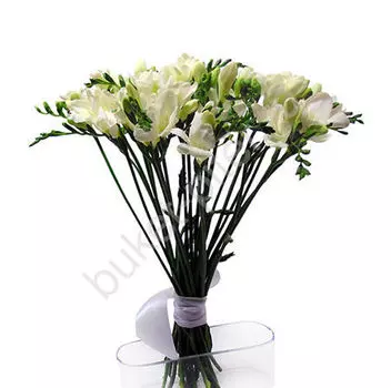 Букет из 21 белой фрезии