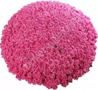 Букет из 501 розы в корзине