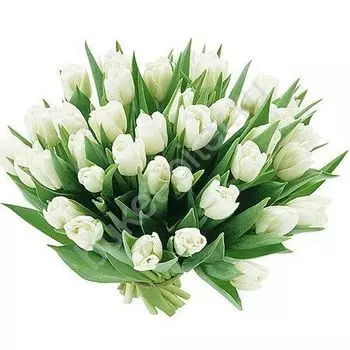 Букет из 51 белого тюльпана