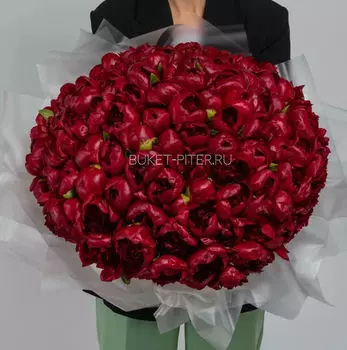 Букет из 75 Бордового Пиона в Матовой упаковке LUX