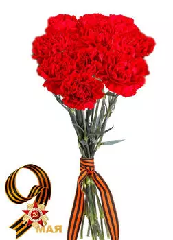 Букет Красных Гвоздик в Ленту