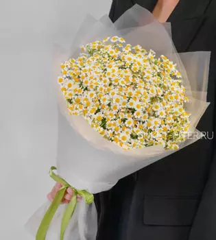 Букет Матрикарии в Матовой упаковке
