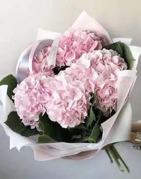 Букет Розовых Гортензий в Матовой упаковке LUX