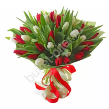 Букет с 25 красными и 24 белыми тюльпанами