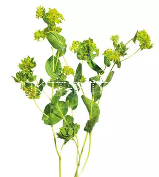 Буплерум Bupleurum