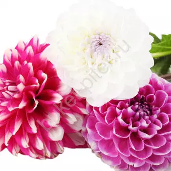 Георгин микс