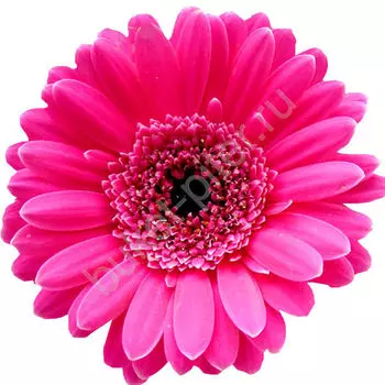 Гербера цикламеновая