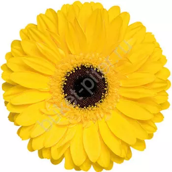 Гербера желтая